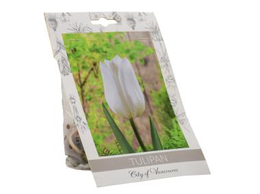 Zdjęcie: Tulipan City of Vancouver W.LEGUTKO