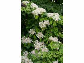 Hortensja pnąca C2 CLEMATIS