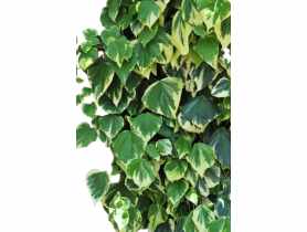 Bluszcz kolchidzki C2 CLEMATIS