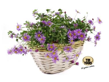 Zdjęcie: Osłonka wiklinowa na doniczkę 28x21x13 cm TIN TOURS
