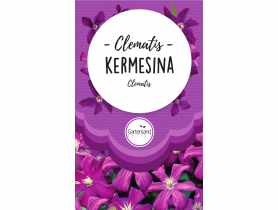 Clematis różowy Kermesina GATTENLAND