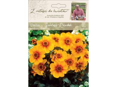 Zdjęcie: Dalia ogrodowa Schloss Reinbek kolekcja dalii W.LEGUTKO