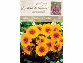 Dalia ogrodowa Schloss Reinbek kolekcja dalii W.LEGUTKO