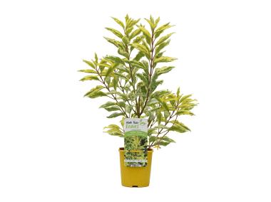 Zdjęcie: Krzew Forsycja C2 CLEMATIS