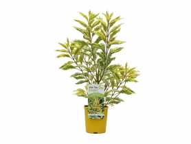 Krzew Forsycja C2 CLEMATIS