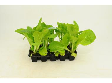 Zdjęcie: Sadzonki pikowane Kapusta Pekińska 10 szt. 4 FLOWER