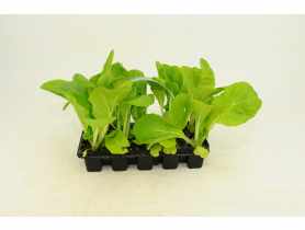 Sadzonki pikowane Kapusta Pekińska 10 szt. 4 FLOWER