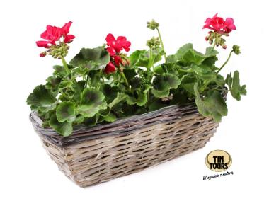 Zdjęcie: Balkonówka doniczka wiklinowa do obsadzania kwiatami 40x16x13 cm brąz TIN TOURS