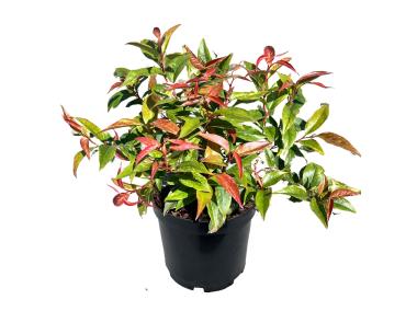 Zdjęcie: Kiścień wawrzynowy Burning Love LEGUTKO