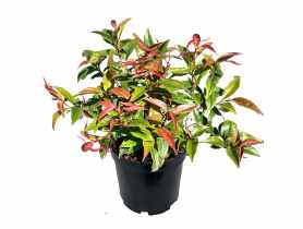 Kiścień wawrzynowy Burning Love LEGUTKO