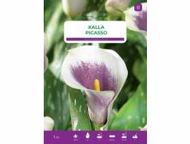 Kalla Picasso LEGUTKO