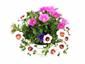Surfinia rabatowa Calibrachoa Million bells różowa KAMA