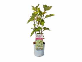 Hortensja dębolistna CLEMATIS