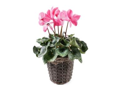 Zdjęcie: Kosz do obsadzania kwiatów z folią 20x16 cm TIN TOURS
