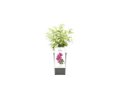 Zdjęcie: Krzew ozdobny Rododendron Azalia japońska Purpurtraum GARTENLAND