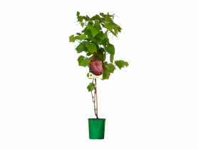 Winorośl ozdobna C2 CLEMATIS