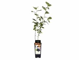 Aronia w doniczce C2 GATTENLAND