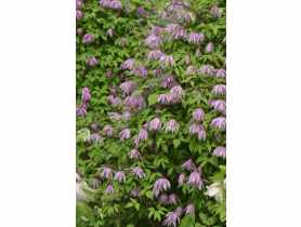 Powojnik botaniczny C2 CLEMATIS