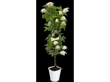Zdjęcie: Powojnik botaniczny C2 CLEMATIS