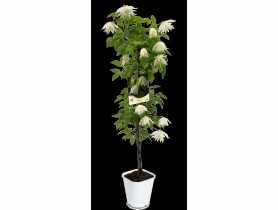 Powojnik botaniczny C2 CLEMATIS