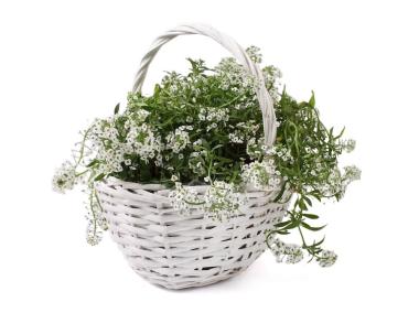 Zdjęcie: Koszyk z uchwytem 28x24x14/31 cm biały TIN TOURS