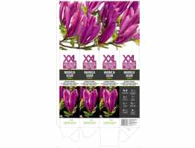 Magnolia Susan GARTENLAND