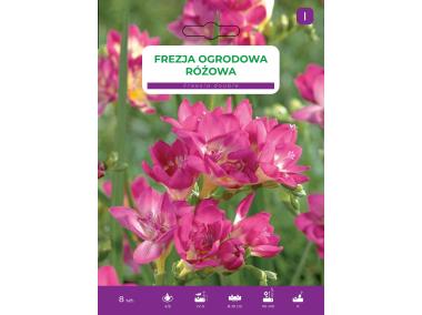Zdjęcie: Frezja ogrodowa różowa LEGUTKO