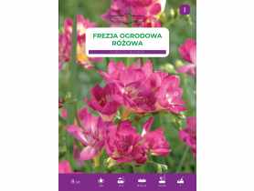 Frezja ogrodowa różowa LEGUTKO