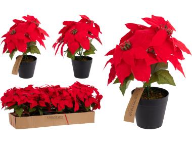 Zdjęcie: Gwiazda Betlejemska 30 cm KOOPMAN