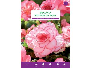 Zdjęcie: Begonia bulwiasta Bouton De Rose LEGUTKO