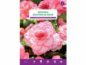 Begonia bulwiasta Bouton De Rose LEGUTKO