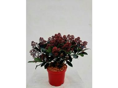 Zdjęcie: Skimia japońska Rubella ŁAZUCCY