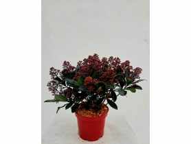 Skimia japońska Rubella ŁAZUCCY