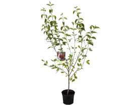 Dereń jadalny C5 CLEMATIS