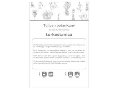 Zdjęcie: Tulipan turkestanica żółto-biały 5 sztuk W.LEGUTKO