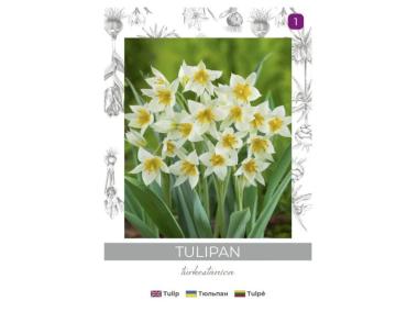Zdjęcie: Tulipan turkestanica żółto-biały 5 sztuk W.LEGUTKO