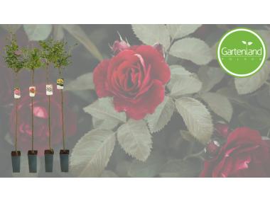Zdjęcie: Róża pienna WP C2 GARTENLAND