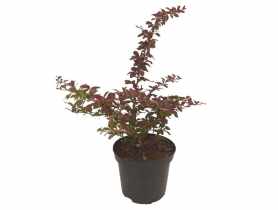 Barwinek większy Gertrude Jekyll ŁAZUCCY