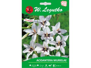 Zdjęcie: Acidantera dwubarwna Murielae seria tradycyjna W.LEGUTKO