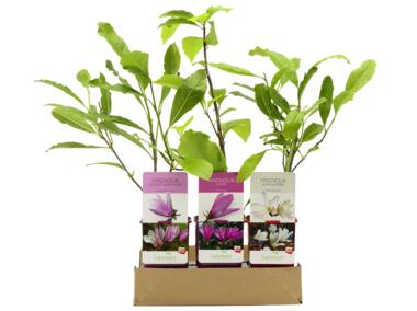 Zdjęcie: Magnolia GARTENLAND