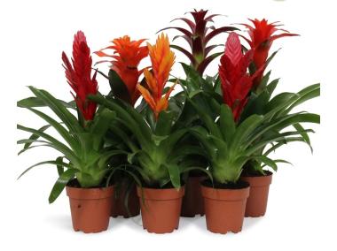 Zdjęcie: Bromelia KAMA MAŚLANKIEWICZ