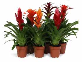 Bromelia KAMA MAŚLANKIEWICZ
