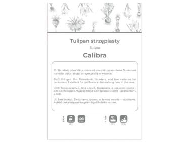 Zdjęcie: Tulipan Calibra czerwony 3 sztuki W.LEGUTKO