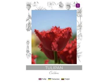 Zdjęcie: Tulipan Calibra czerwony 3 sztuki W.LEGUTKO