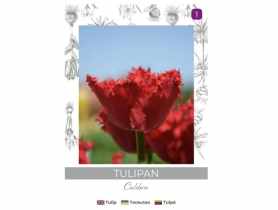 Tulipan Calibra czerwony 3 sztuki W.LEGUTKO