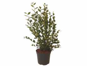 Irga błyszcząca cotoneaster lucidus ŁAZUCCY