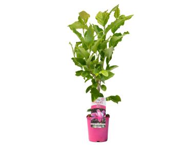 Zdjęcie: Magnolia CLEMATIS