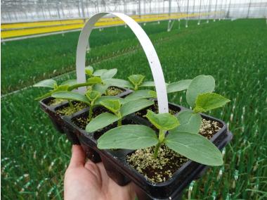 Zdjęcie: Ogórek mix odmian 10 szt. 4 FLOWER