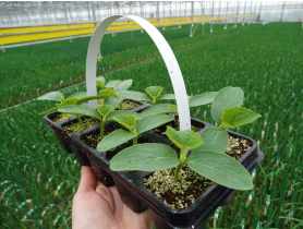 Ogórek mix odmian 10 szt. 4 FLOWER