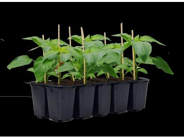 Zdjęcie: Sadzonki papryki słodkiej mix odmian 10 szt. 4 FLOWER